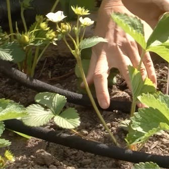 mansikkapenkki mansikkapenkki